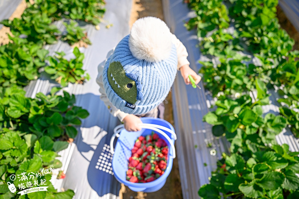 【草莓世界】台中免門票親子草莓園.超大高架草莓&地植草莓,還能玩拍草莓公仔吃草莓料理! 【草莓世界】台中免門票親子草莓園.超大高架草莓&地植草莓,還能玩拍草莓公仔吃草莓料理!