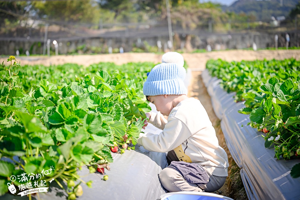 【草莓世界】台中免門票親子草莓園.超大高架草莓&地植草莓,還能玩拍草莓公仔吃草莓料理! 【草莓世界】台中免門票親子草莓園.超大高架草莓&地植草莓,還能玩拍草莓公仔吃草莓料理!