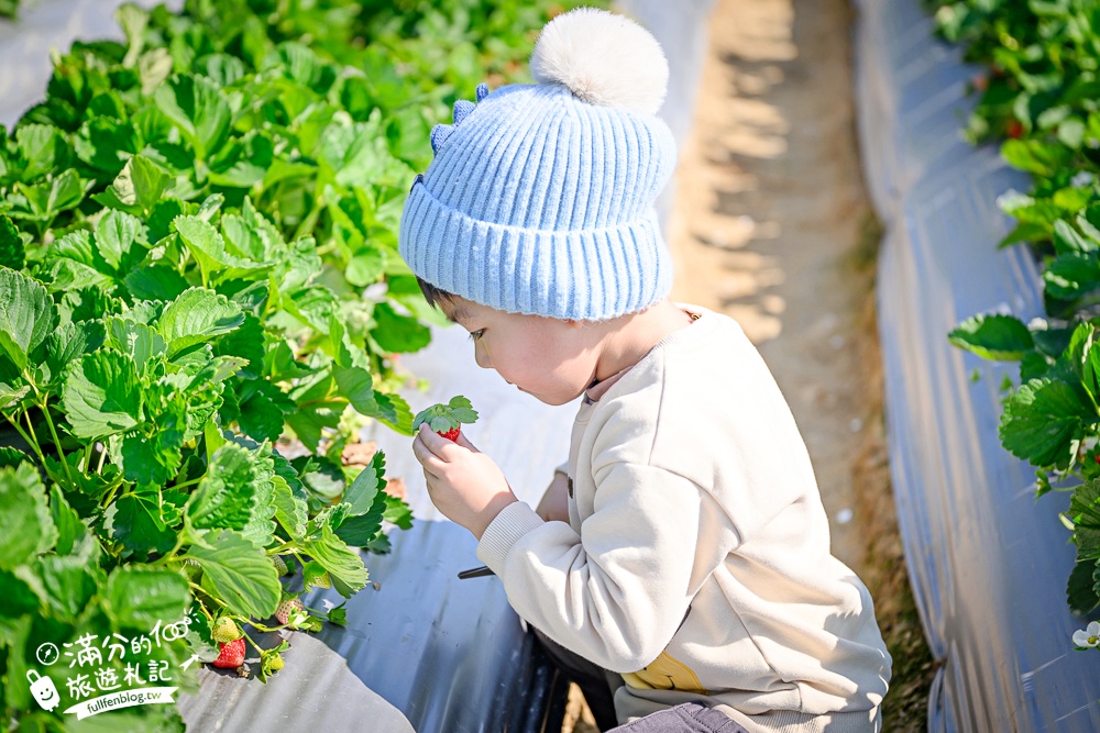 【草莓世界】台中免門票親子草莓園.超大高架草莓&地植草莓,還能玩拍草莓公仔吃草莓料理! 【草莓世界】台中免門票親子草莓園.超大高架草莓&地植草莓,還能玩拍草莓公仔吃草莓料理!