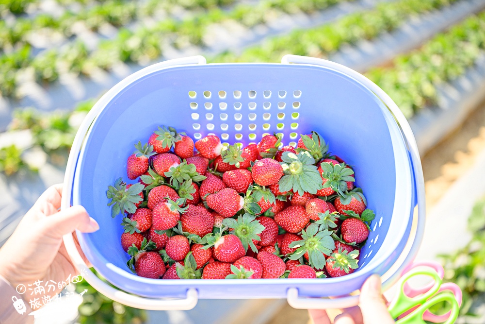 【草莓世界】台中免門票親子草莓園.超大高架草莓&地植草莓,還能玩拍草莓公仔吃草莓料理! 【草莓世界】台中免門票親子草莓園.超大高架草莓&地植草莓,還能玩拍草莓公仔吃草莓料理!