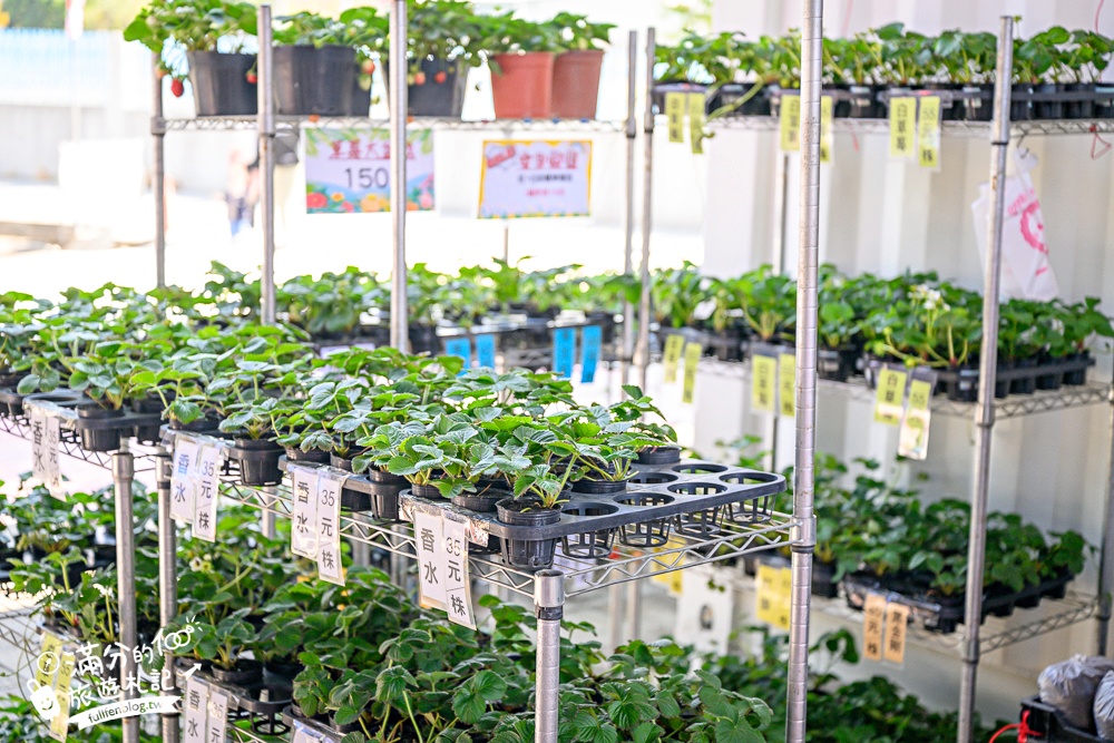 【草莓世界】台中免門票親子草莓園.超大高架草莓&地植草莓,還能玩拍草莓公仔吃草莓料理! 【草莓世界】台中免門票親子草莓園.超大高架草莓&地植草莓,還能玩拍草莓公仔吃草莓料理!