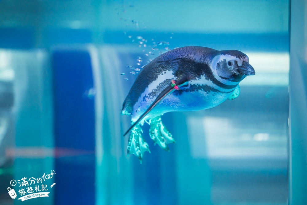 【2026台中清水景點一日遊】TOP10台中清水景點&美食攻略,必玩海洋館.高美濕地.清水服務區,好吃好玩好精彩!