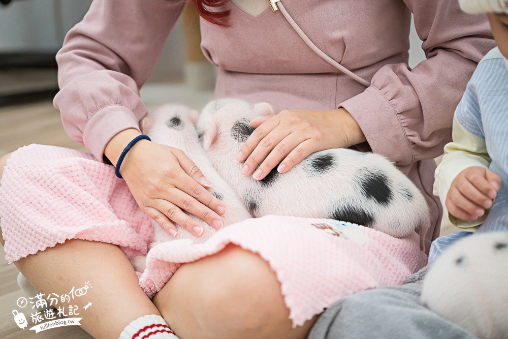 【2026蘭陽動植物王國最新場域玩樂攻略】TOP10必玩主題推薦.茶杯小豬互動.澳洲袋鼠.大白鵜鶘.巨嘴鳥.泰迪羊通通可以互動餵食,還能玩手作划船超特別!