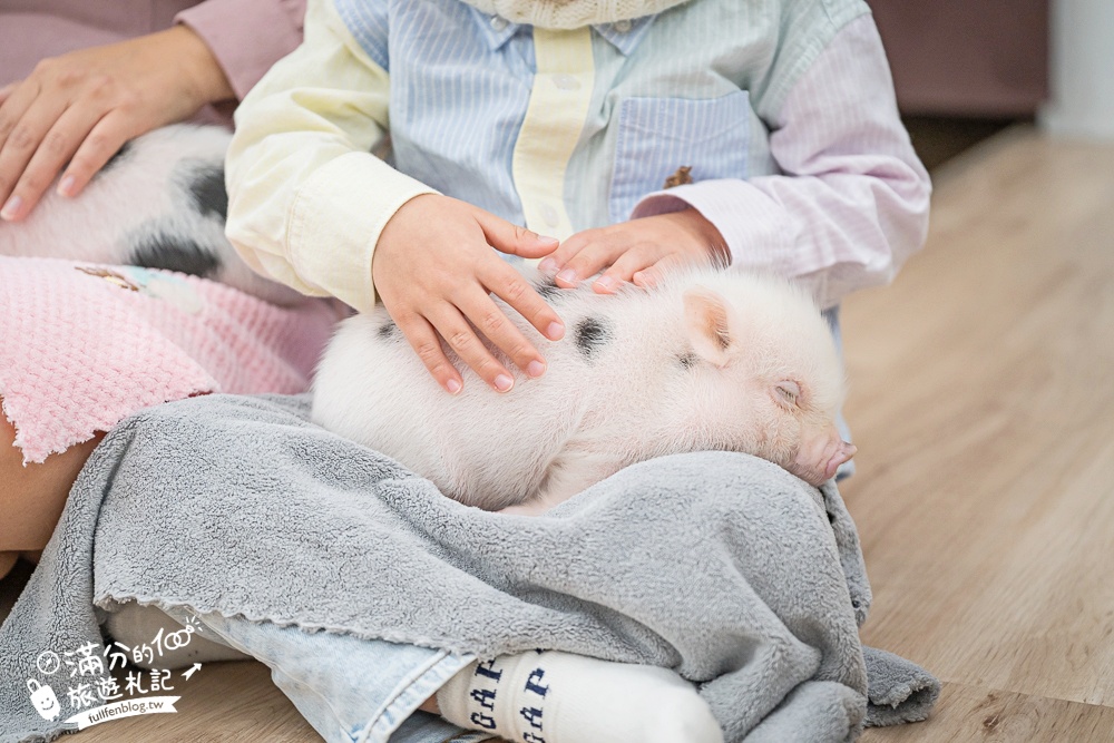 【2026蘭陽動植物王國最新場域玩樂攻略】TOP10必玩主題推薦.茶杯小豬互動.澳洲袋鼠.大白鵜鶘.巨嘴鳥.泰迪羊通通可以互動餵食,還能玩手作划船超特別!