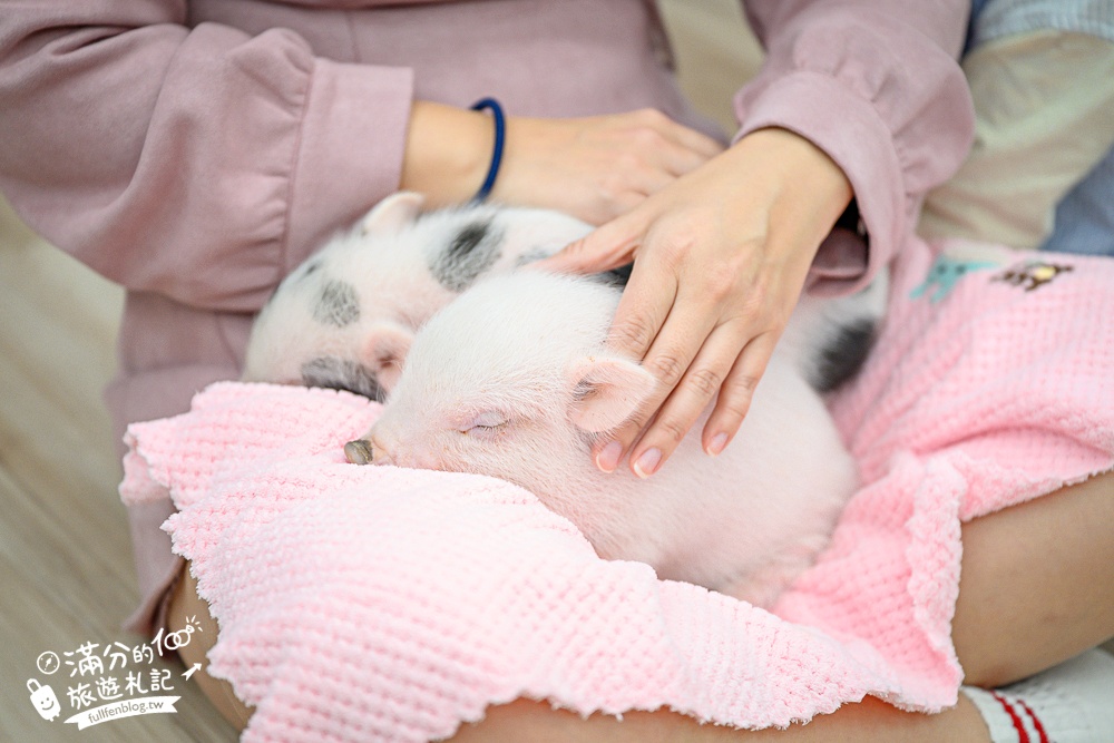 【2026蘭陽動植物王國最新場域玩樂攻略】TOP10必玩主題推薦.茶杯小豬互動.澳洲袋鼠.大白鵜鶘.巨嘴鳥.泰迪羊通通可以互動餵食,還能玩手作划船超特別!