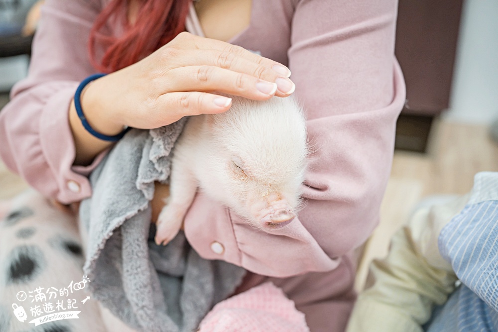 【2026蘭陽動植物王國最新場域玩樂攻略】TOP10必玩主題推薦.茶杯小豬互動.澳洲袋鼠.大白鵜鶘.巨嘴鳥.泰迪羊通通可以互動餵食,還能玩手作划船超特別!