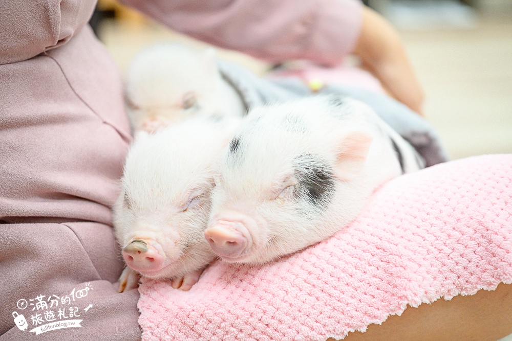 【2026蘭陽動植物王國最新場域玩樂攻略】TOP10必玩主題推薦.茶杯小豬互動.澳洲袋鼠.大白鵜鶘.巨嘴鳥.泰迪羊通通可以互動餵食,還能玩手作划船超特別!