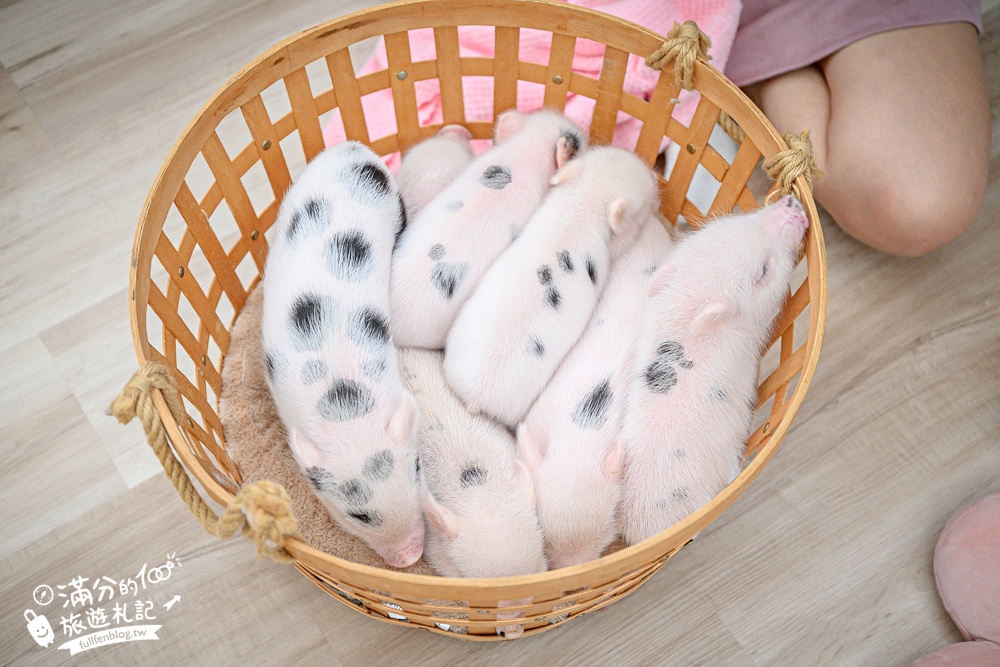 【2026蘭陽動植物王國最新場域玩樂攻略】TOP10必玩主題推薦.茶杯小豬互動.澳洲袋鼠.大白鵜鶘.巨嘴鳥.泰迪羊通通可以互動餵食,還能玩手作划船超特別!