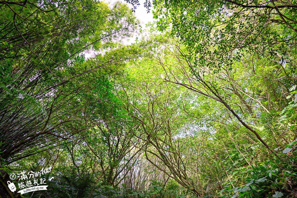 【劉銘傳隧道】基隆新景點.百年獅球嶺隧道開放.黃金隧道神秘又夢幻.親子輕鬆探索的歷史生態洞穴！