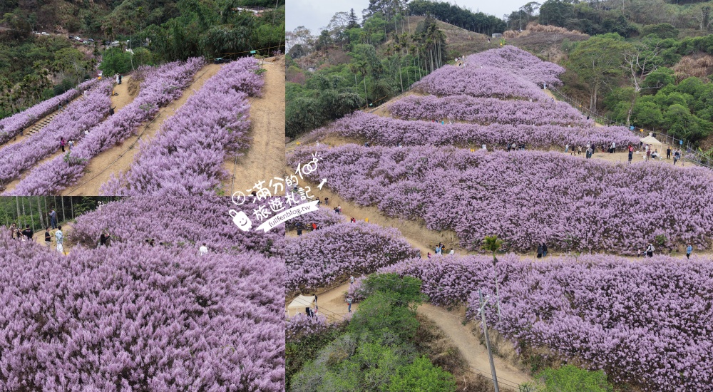 【2026九尖茶廠麝香木花海】最新花況.門票&交通資訊,2000坪的紫粉色山丘! @滿分的旅遊札記