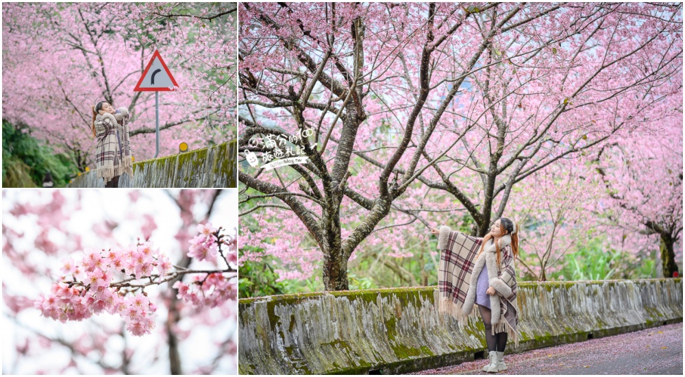 【2026全台櫻花景點懶人包】TOP35從北到南賞櫻秘境,各縣市櫻花開花情報.交通&門票資訊,一起來當可愛櫻花妹!