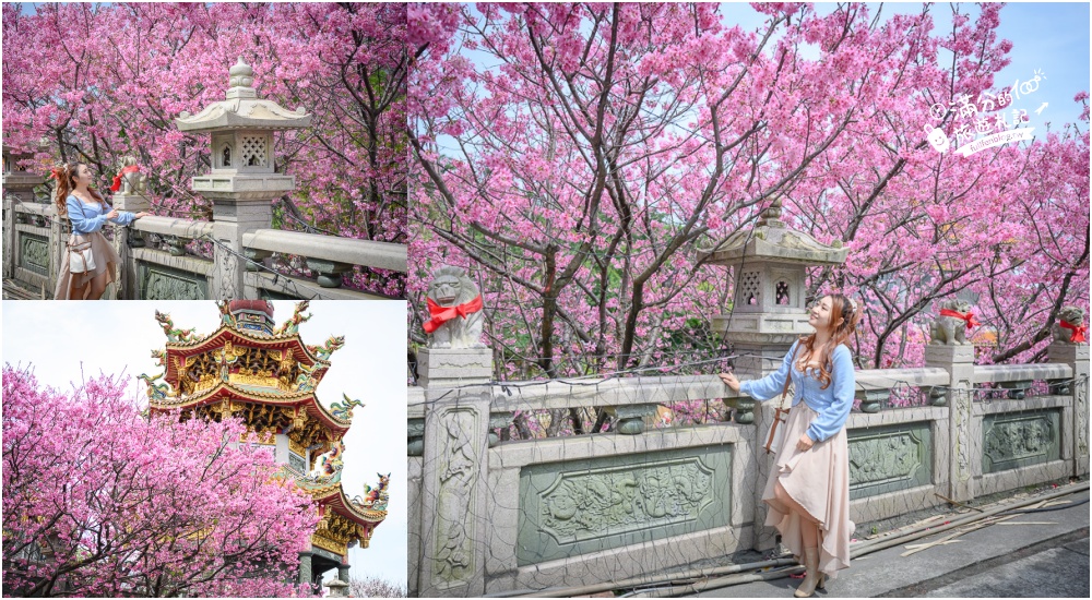 【2026全台櫻花景點懶人包】TOP35從北到南賞櫻秘境,各縣市櫻花開花情報.交通&門票資訊,一起來當可愛櫻花妹!