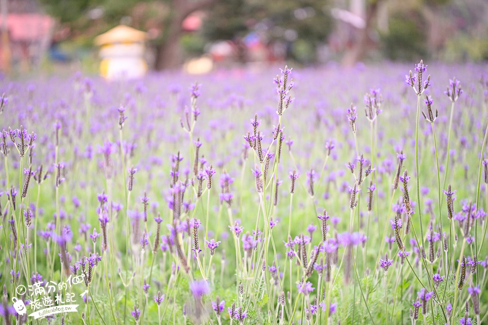 【苗栗獅潭薰衣草花海】最新花況,獅潭義民廟旁,大片薰衣草花田綻放中.季節限定紫色的浪漫!