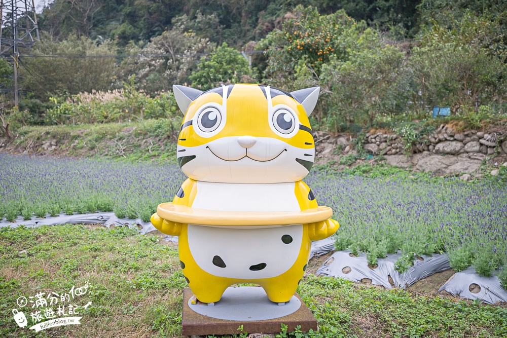 【苗栗獅潭薰衣草花海】最新花況,獅潭義民廟旁,大片薰衣草花田綻放中.季節限定紫色的浪漫!