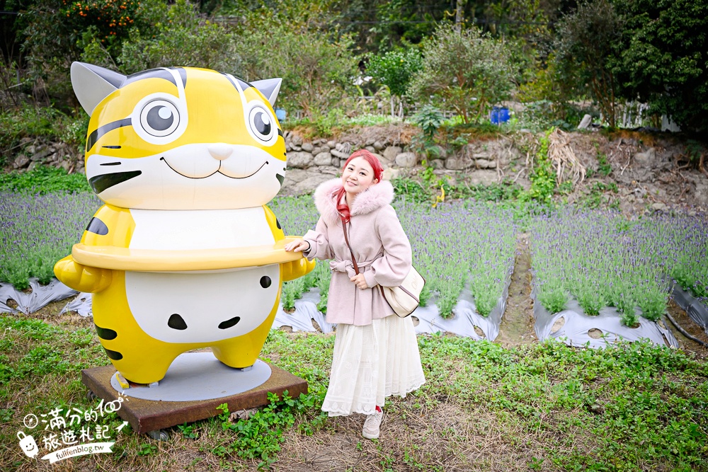 【苗栗獅潭薰衣草花海】最新花況,獅潭義民廟旁,大片薰衣草花田綻放中.季節限定紫色的浪漫!