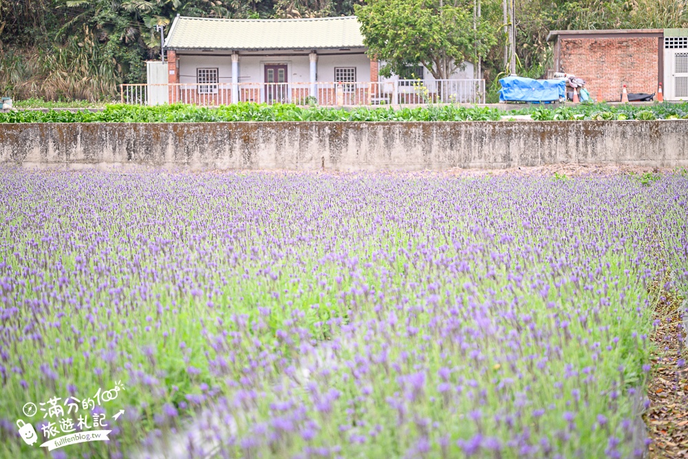 【苗栗獅潭薰衣草花海】最新花況,獅潭義民廟旁,大片薰衣草花田綻放中.季節限定紫色的浪漫!