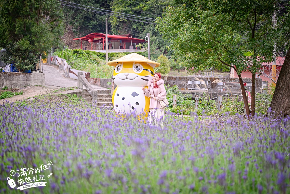 【苗栗獅潭薰衣草花海】最新花況,獅潭義民廟旁,大片薰衣草花田綻放中.季節限定紫色的浪漫!
