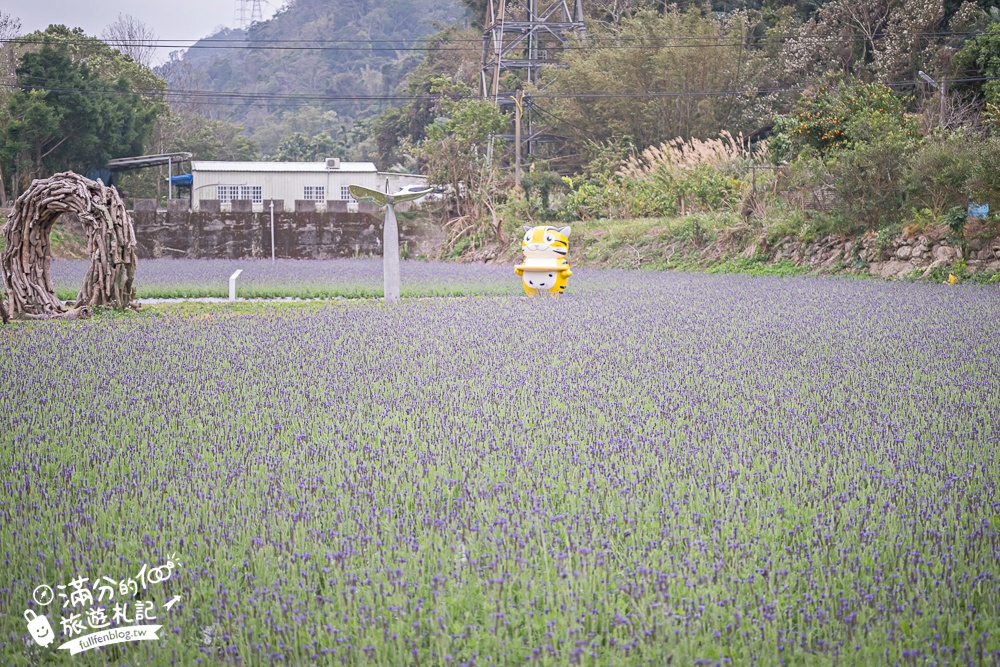 【苗栗獅潭薰衣草花海】最新花況,獅潭義民廟旁,大片薰衣草花田綻放中.季節限定紫色的浪漫!