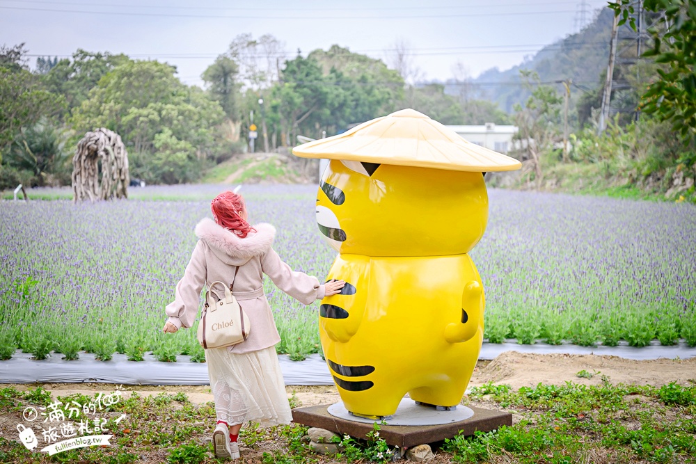 【苗栗獅潭薰衣草花海】最新花況,獅潭義民廟旁,大片薰衣草花田綻放中.季節限定紫色的浪漫!