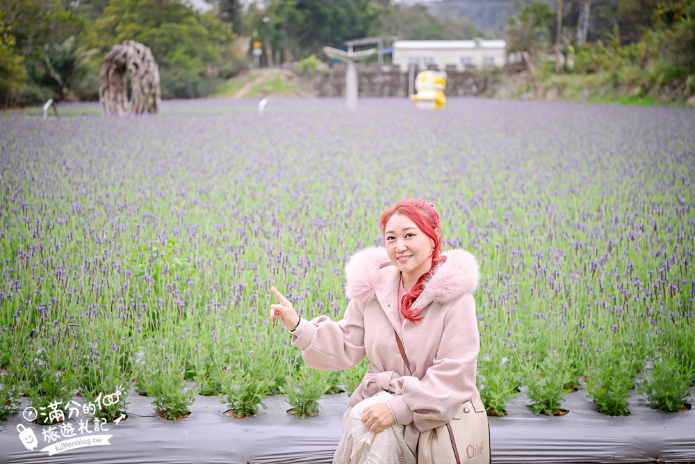 【苗栗獅潭薰衣草花海】最新花況,獅潭義民廟旁,大片薰衣草花田綻放中.季節限定紫色的浪漫!