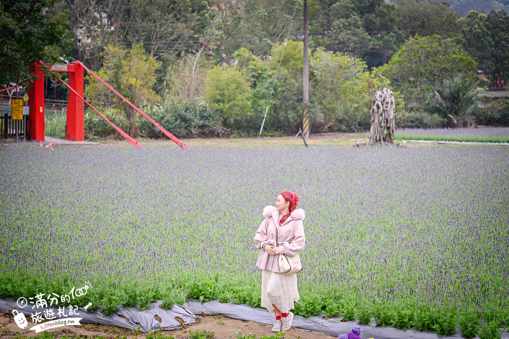 【苗栗獅潭薰衣草花海】最新花況,獅潭義民廟旁,大片薰衣草花田綻放中.季節限定紫色的浪漫!