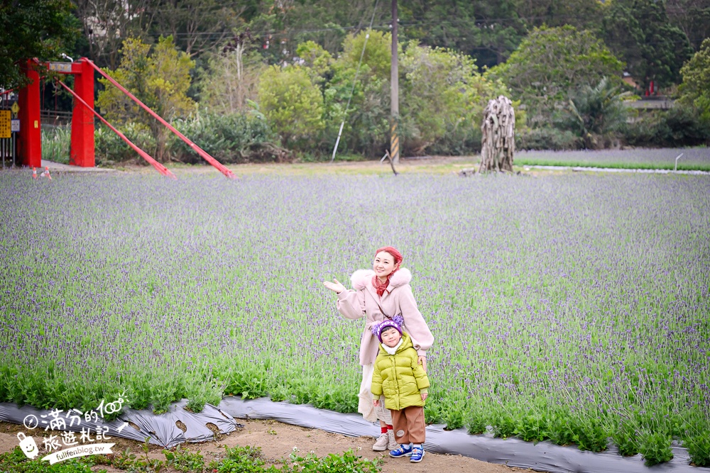 【苗栗獅潭薰衣草花海】最新花況,獅潭義民廟旁,大片薰衣草花田綻放中.季節限定紫色的浪漫!
