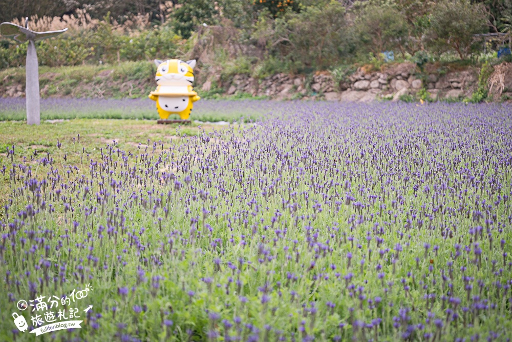 【苗栗獅潭薰衣草花海】最新花況,獅潭義民廟旁,大片薰衣草花田綻放中.季節限定紫色的浪漫!