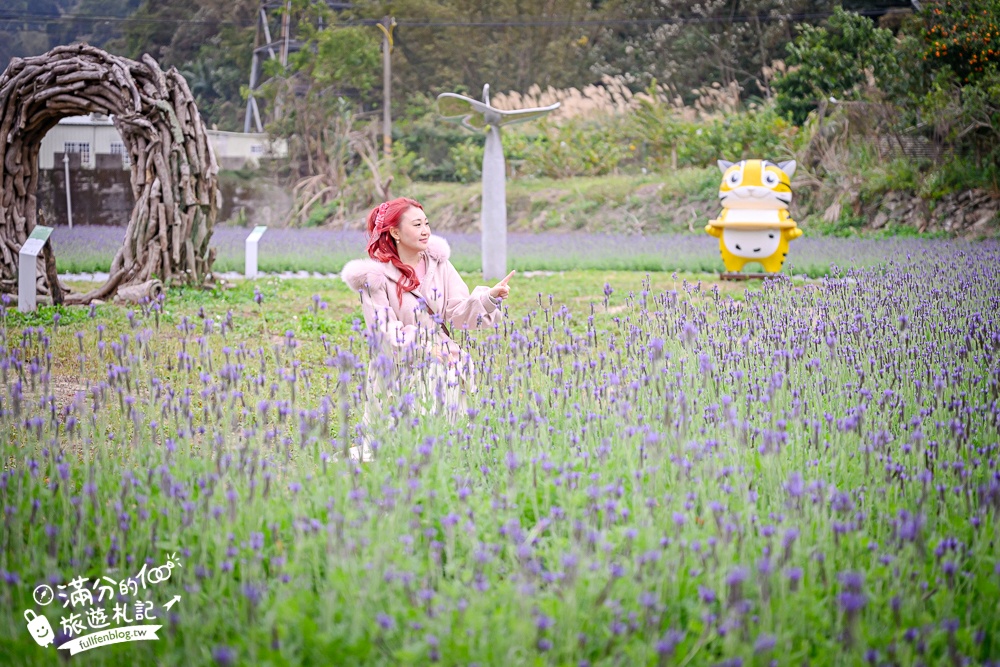 【苗栗獅潭薰衣草花海】最新花況,獅潭義民廟旁,大片薰衣草花田綻放中.季節限定紫色的浪漫!