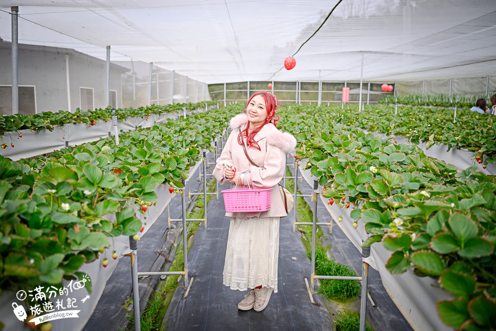 【赤坡高架草莓園】苗栗親子高架草莓園推薦,採草莓.吃甜點.下午茶~文青風質感草莓咖啡館!
