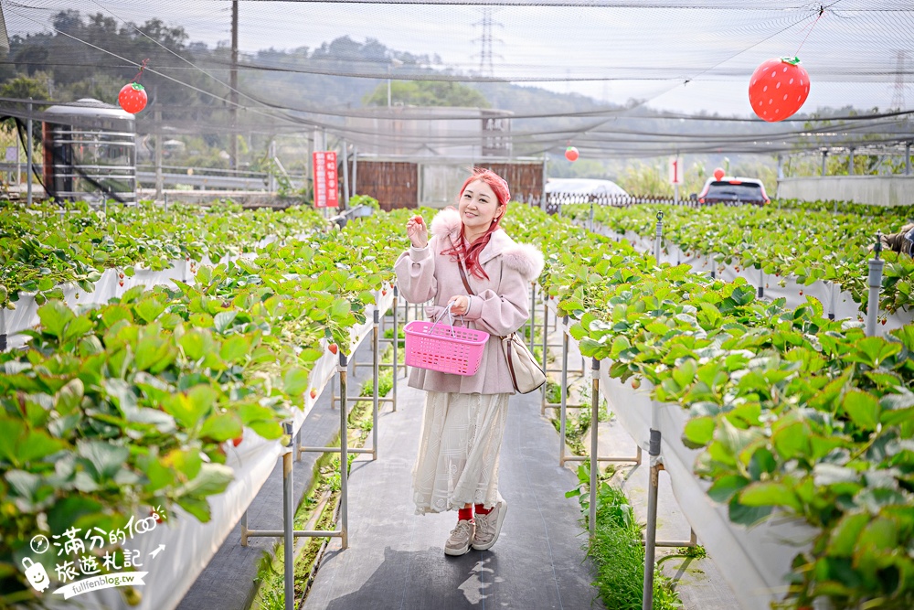 【赤坡高架草莓園】苗栗親子高架草莓園推薦,採草莓.吃甜點.下午茶~文青風質感草莓咖啡館!