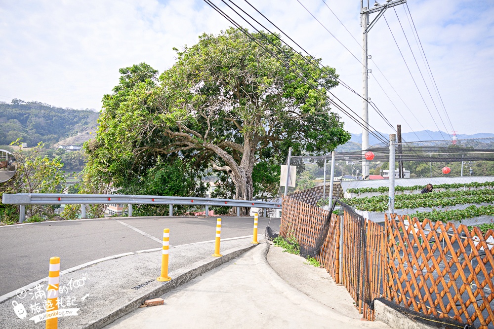 【赤坡高架草莓園】苗栗親子高架草莓園推薦,採草莓.吃甜點.下午茶~文青風質感草莓咖啡館!