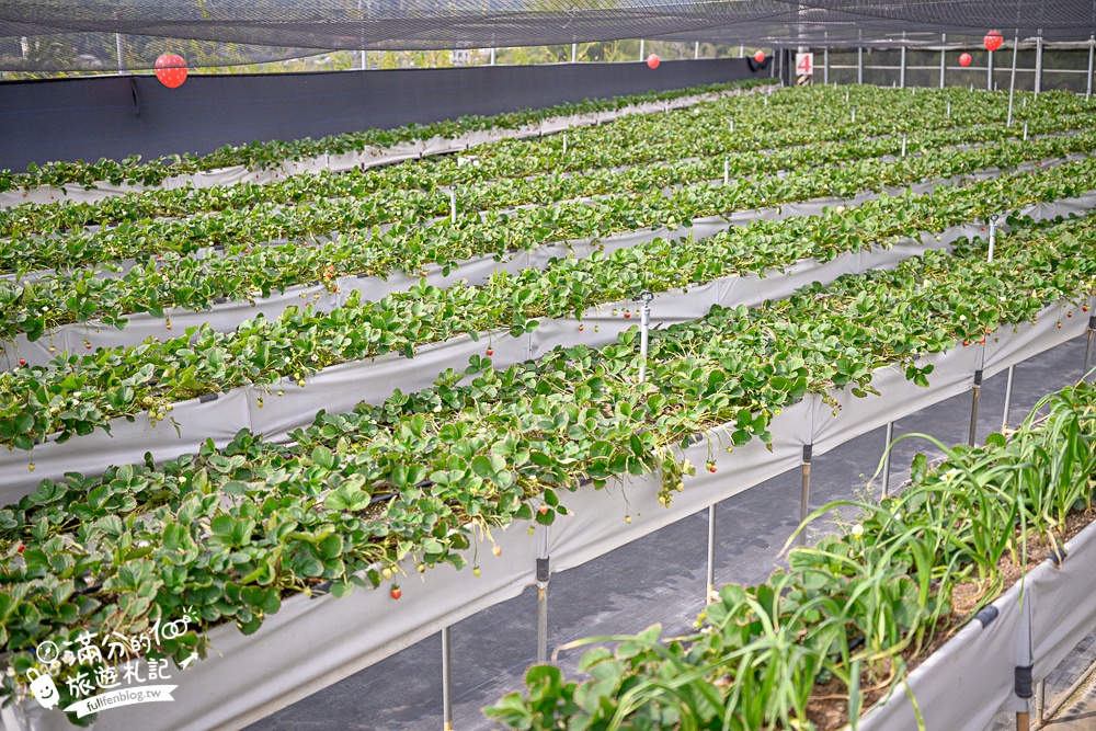 【赤坡高架草莓園】苗栗親子高架草莓園推薦,採草莓.吃甜點.下午茶~文青風質感草莓咖啡館!