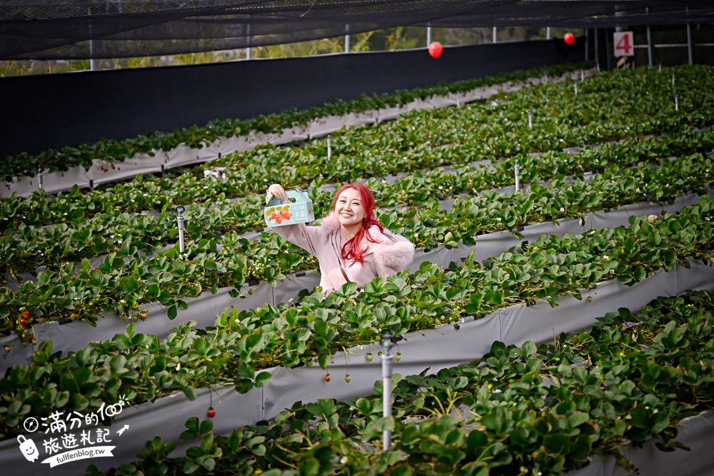 【赤坡高架草莓園】苗栗親子高架草莓園推薦,採草莓.吃甜點.下午茶~文青風質感草莓咖啡館!