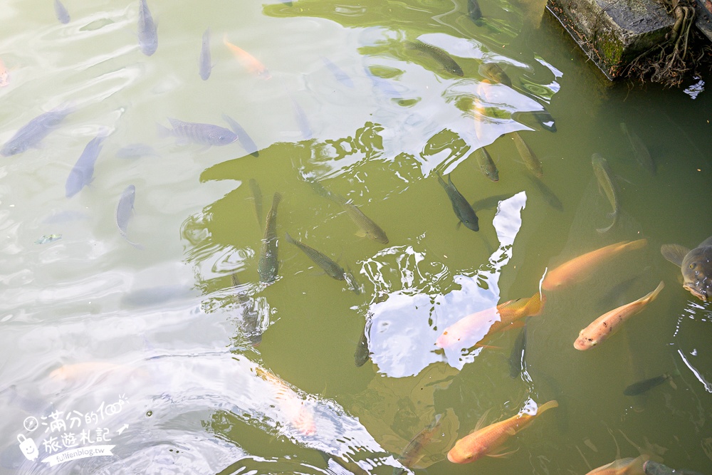 【土角厝水上庭園餐廳】南投埔里復古客家料理.水上旋轉餐廳超特別.還能漫步小橋和觀賞生態池! 【土角厝水上庭園餐廳】南投埔里復古客家料理.水上旋轉餐廳超特別.還能漫步小橋和觀賞生態池!