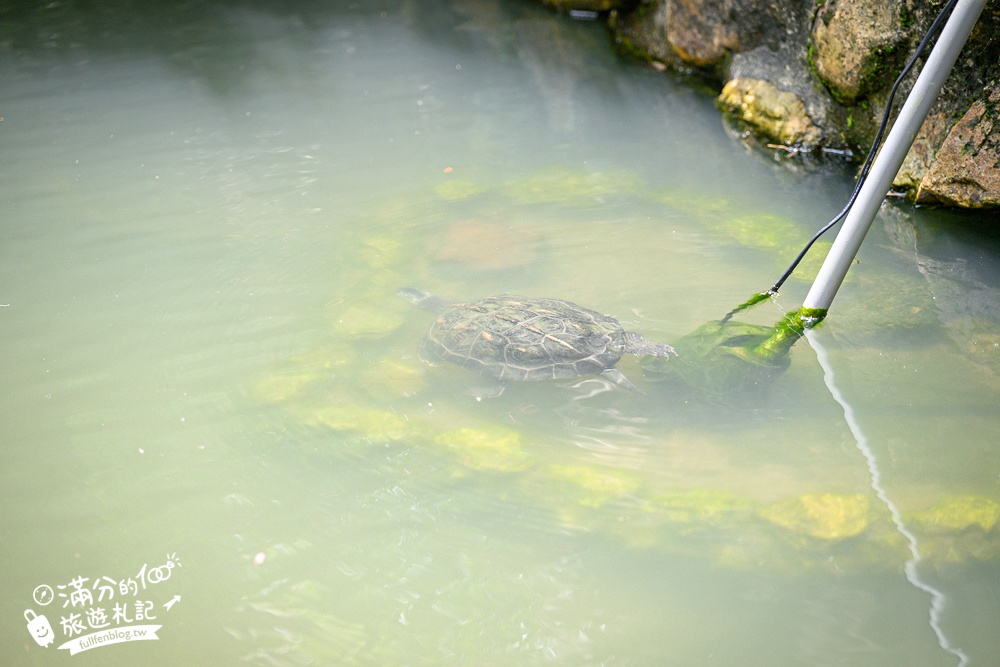 【土角厝水上庭園餐廳】南投埔里復古客家料理.水上旋轉餐廳超特別.還能漫步小橋和觀賞生態池! 【土角厝水上庭園餐廳】南投埔里復古客家料理.水上旋轉餐廳超特別.還能漫步小橋和觀賞生態池!
