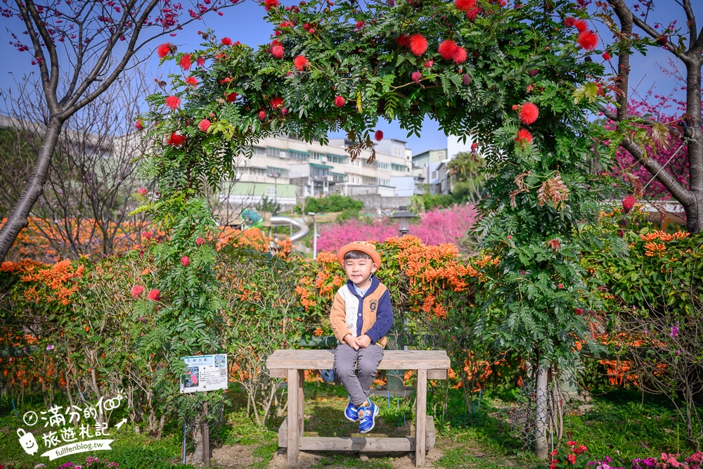 【鶯歌永吉公園】2026最新花況.炮仗花&櫻花齊放超夢幻.免門票親子共融公園~鶯歌最美的炮仗花拱門隧道！