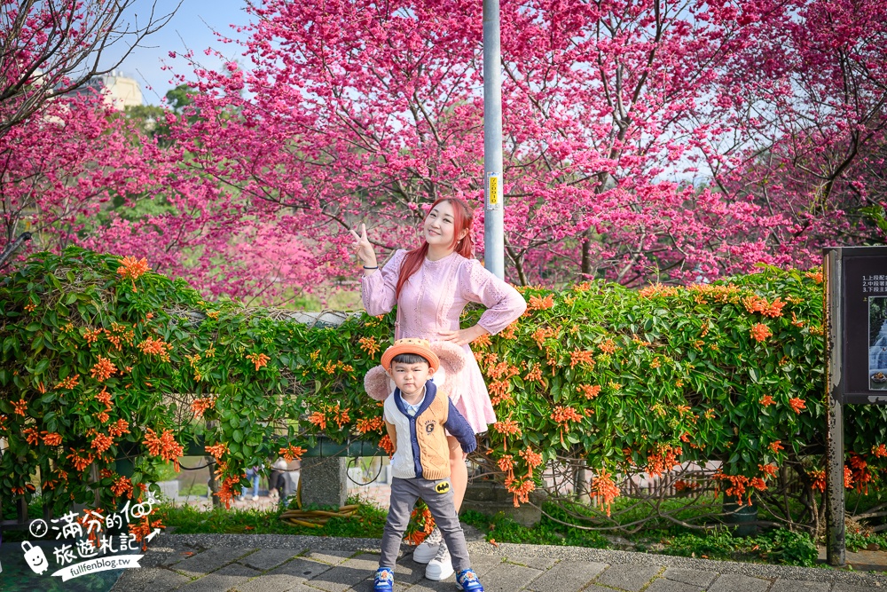 【鶯歌永吉公園】2026最新花況.炮仗花&櫻花齊放超夢幻.免門票親子共融公園~鶯歌最美的炮仗花拱門隧道！