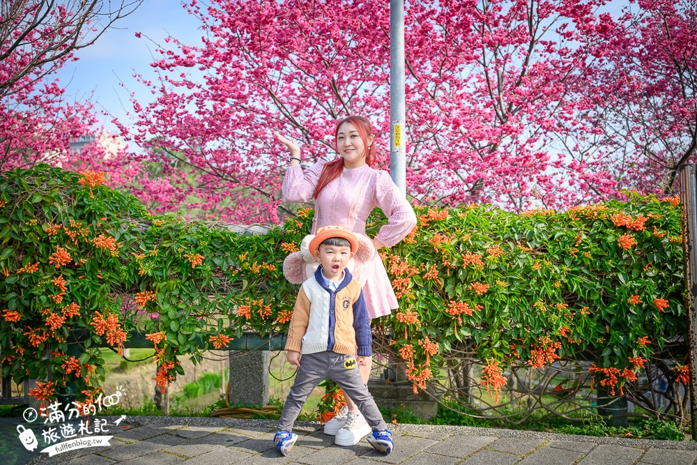 【鶯歌永吉公園】2026最新花況.炮仗花&櫻花齊放超夢幻.免門票親子共融公園~鶯歌最美的炮仗花拱門隧道！