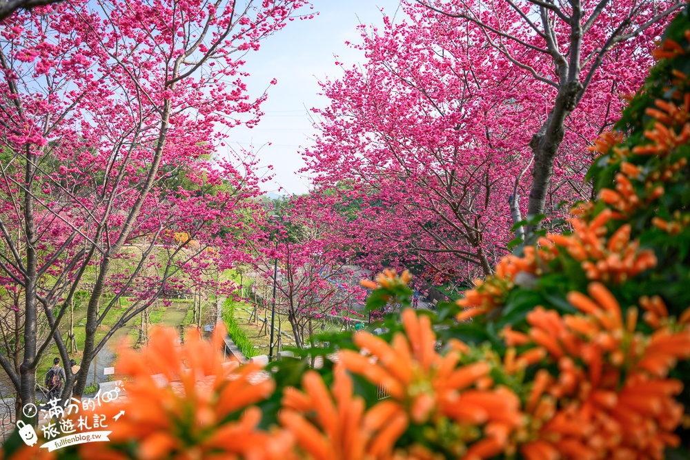 【鶯歌永吉公園】2026最新花況.炮仗花&櫻花齊放超夢幻.免門票親子共融公園~鶯歌最美的炮仗花拱門隧道！