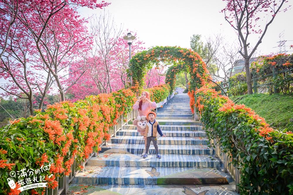 【鶯歌永吉公園】2026最新花況.炮仗花&櫻花齊放超夢幻.免門票親子共融公園~鶯歌最美的炮仗花拱門隧道！