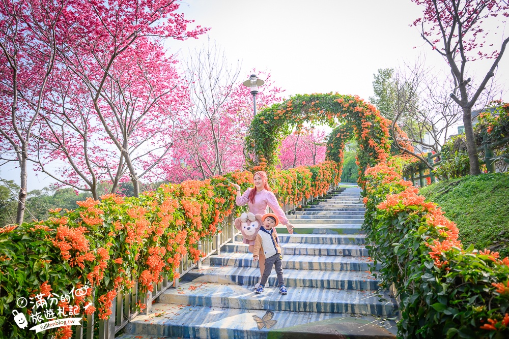 【鶯歌永吉公園】2026最新花況.炮仗花&櫻花齊放超夢幻.免門票親子共融公園~鶯歌最美的炮仗花拱門隧道！
