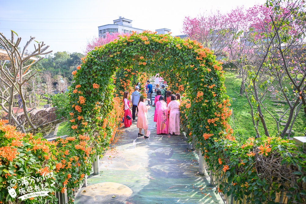 【鶯歌永吉公園】2026最新花況.炮仗花&櫻花齊放超夢幻.免門票親子共融公園~鶯歌最美的炮仗花拱門隧道！