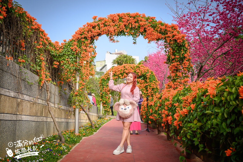 【鶯歌永吉公園】2026最新花況.炮仗花&櫻花齊放超夢幻.免門票親子共融公園~鶯歌最美的炮仗花拱門隧道！