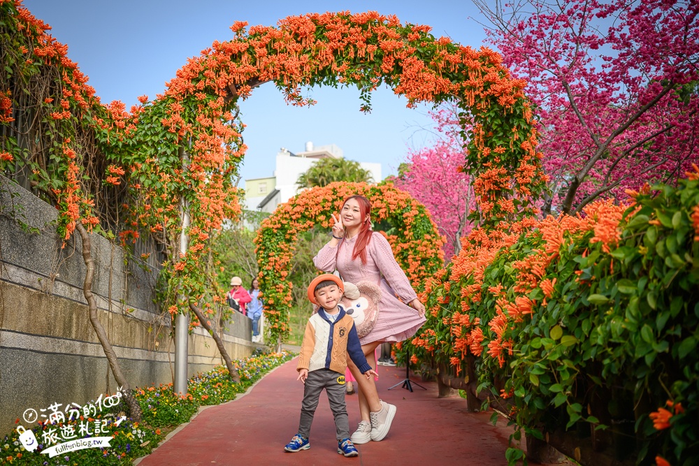 【鶯歌永吉公園】2026最新花況.炮仗花&櫻花齊放超夢幻.免門票親子共融公園~鶯歌最美的炮仗花拱門隧道！