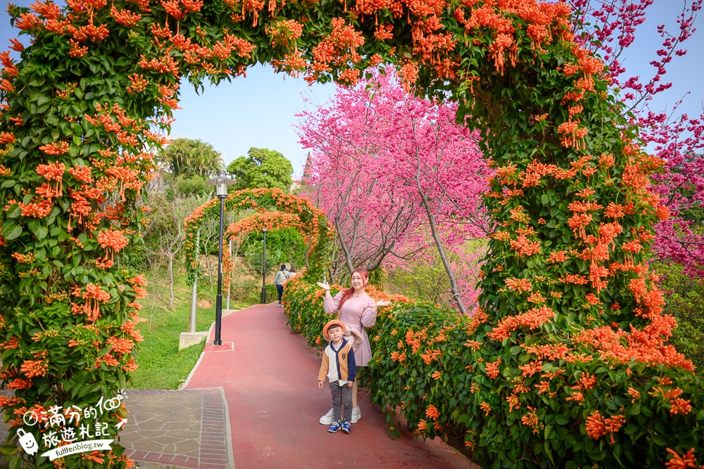 【鶯歌永吉公園】2026最新花況.炮仗花&櫻花齊放超夢幻.免門票親子共融公園~鶯歌最美的炮仗花拱門隧道！