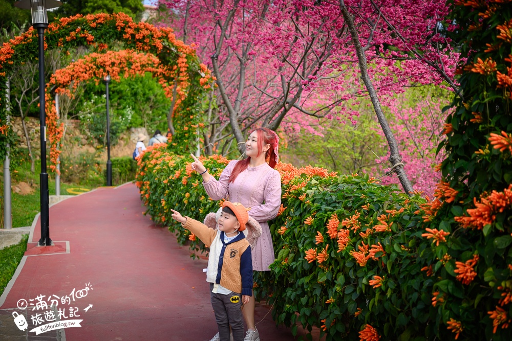 【鶯歌永吉公園】2026最新花況.炮仗花&櫻花齊放超夢幻.免門票親子共融公園~鶯歌最美的炮仗花拱門隧道！