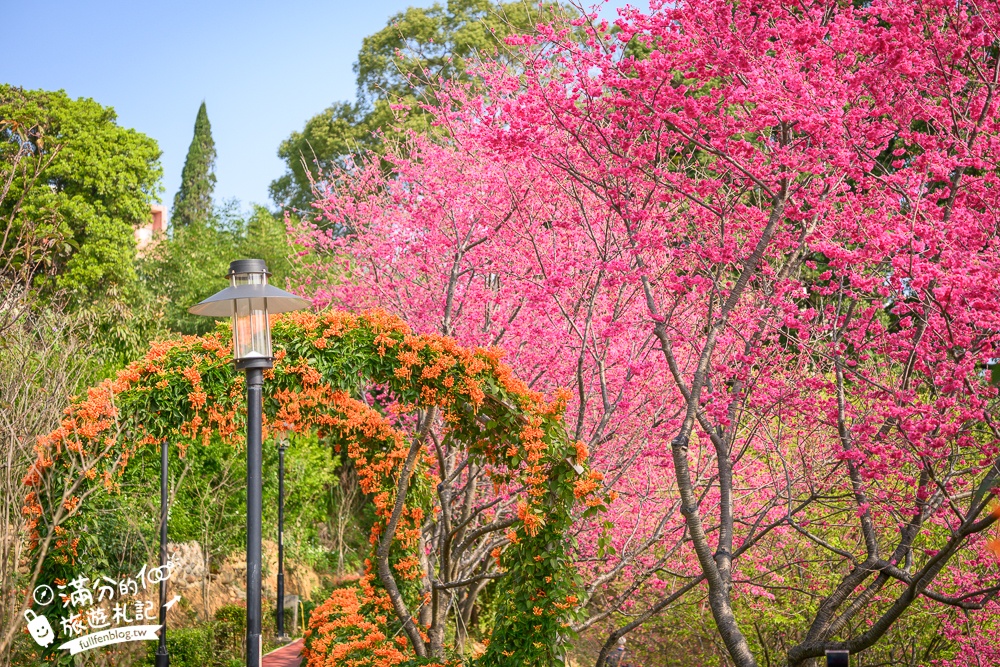 【鶯歌永吉公園】2026最新花況.炮仗花&櫻花齊放超夢幻.免門票親子共融公園~鶯歌最美的炮仗花拱門隧道！