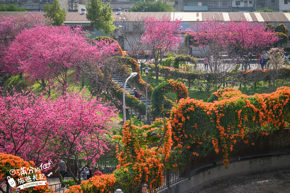 【鶯歌永吉公園】2026最新花況.炮仗花&櫻花齊放超夢幻.免門票親子共融公園~鶯歌最美的炮仗花拱門隧道！