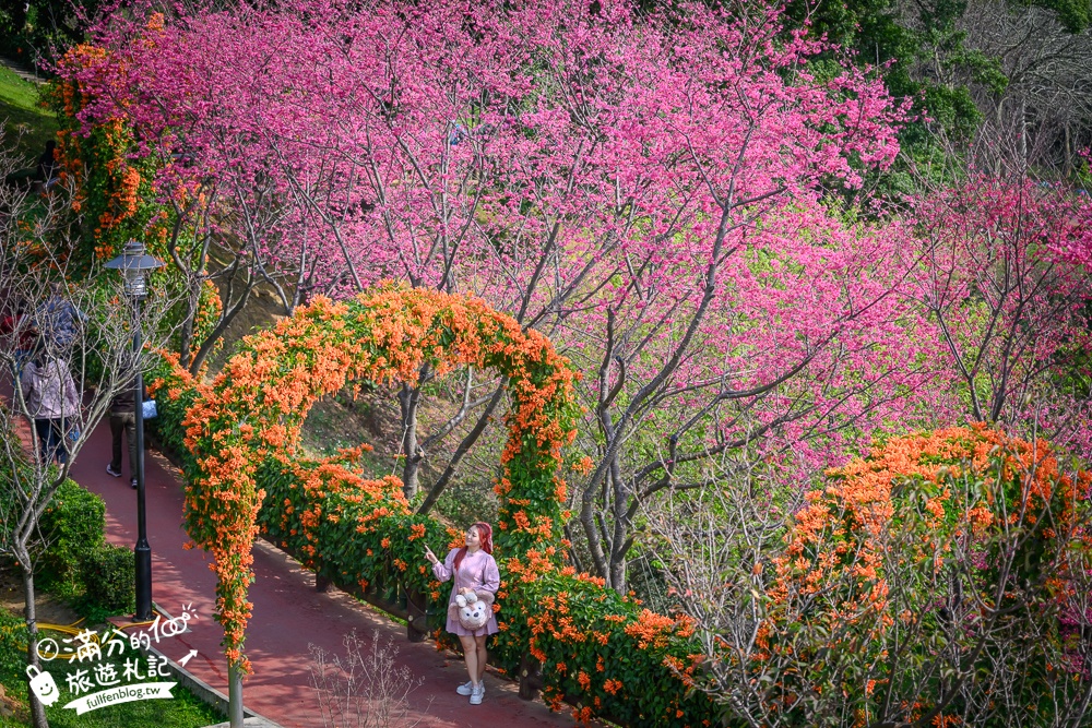 【鶯歌永吉公園】2026最新花況.炮仗花&櫻花齊放超夢幻.免門票親子共融公園~鶯歌最美的炮仗花拱門隧道！