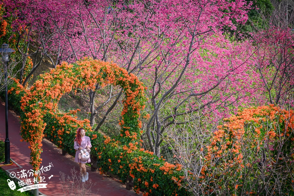 【鶯歌永吉公園】2026最新花況.炮仗花&櫻花齊放超夢幻.免門票親子共融公園~鶯歌最美的炮仗花拱門隧道！